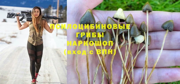 прущие грибы Бронницы
